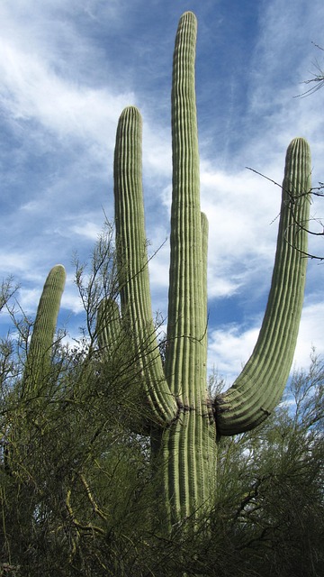 Bodify Arizona