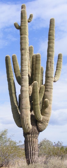 Bodify Arizona