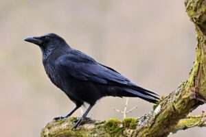 Botox for Crow’s Feet and Smile Lines: Duration, Science, and Care