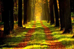 Enhance Site Navigation: Implement Breadcrumb Trail Schema for SERP Clarity