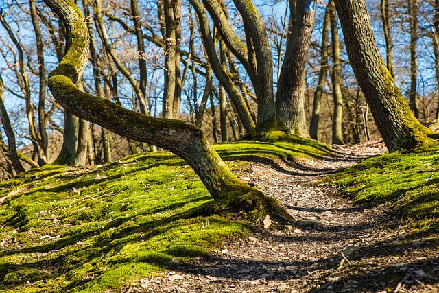 Breadcrumb Trail Schema