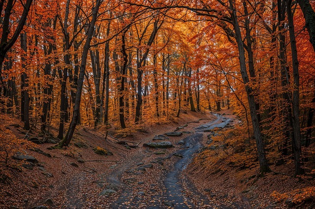 Breadcrumb Trail Schema
