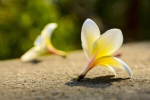 Low-Cost Divorce Mediation: Streamlined, Predictable, and Collaborative Solutions
