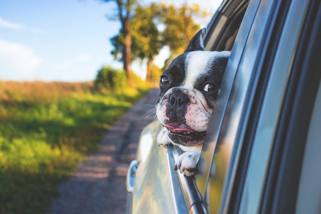 Car Insurance