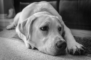 Odor Neutralizing Carpet Cleaning: Citrus Bright’s Green Approach for Fresh, Safe Floors