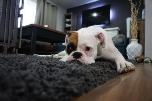 Revive Your Carpets: Citrus Bright’s Expert Soft Shampooing Techniques