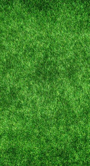 Carpet Steam Treatment Revolutionized: Citrus Bright’s Advanced High-Temperature Technique