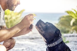 Unveiling Fast-Acting CBD Pain Relief Creams: Science, Efficacy, and Future Trends