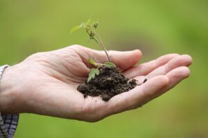 Citrus Bright: Steam Cleaning and Green Solutions for Allergy-Free Carpets in Chandler