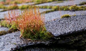 Commercial Roof Leak Repair: Preventing Water Damage & Finding Reliable Local Services