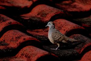 Navigating Commercial Roof Replacement: Age & Damage Solutions