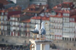 Navigating Commercial Roof Replacement: Expert Guidance for Longevity
