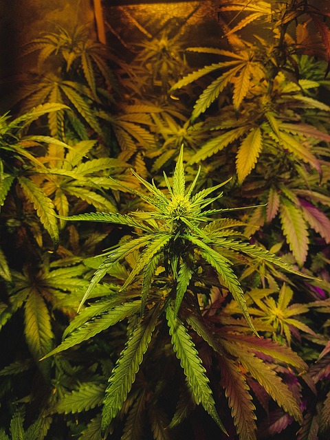 Delta-8 THC Near Me