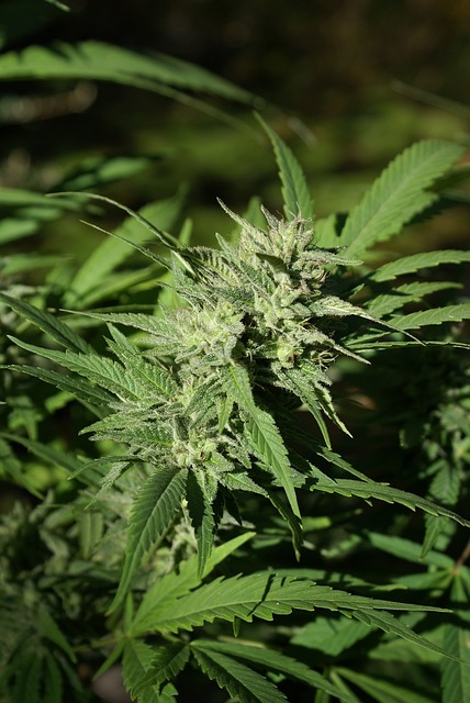 Delta-8 THC Near Me