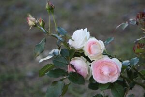 Close-to-Home Mediation Help: Guiding Couples Towards Collaborative Divorce