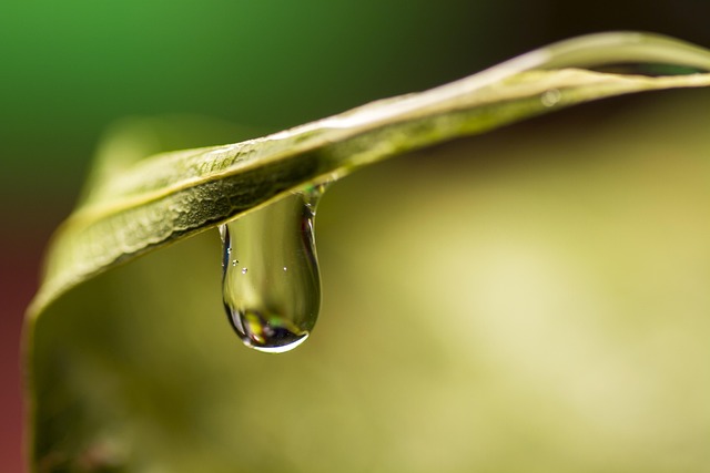 eco carpet cleaning Chandler