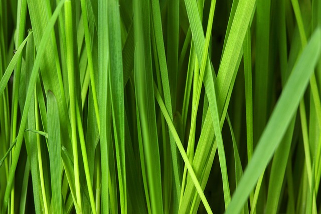 eco carpet cleaning Chandler