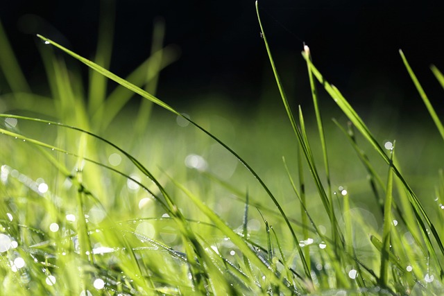 eco carpet cleaning Chandler