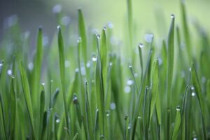 Citrus Bright: Fresh, Green Carpet Cleaning Across Arizona