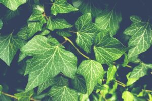 Chemical-Free Carpet Cleaning: Citrus Bright Offers Eco-Friendly Solutions Across Gilbert, Mesa, Chandler, & Queen Creek