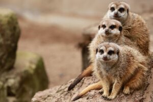 Therapy for Blended Families: Navigating Dynamics with Family Counseling Services