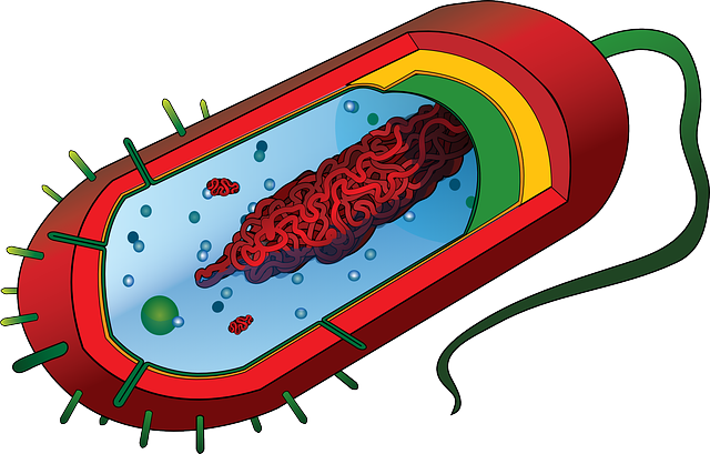 Fat Cell Freezing