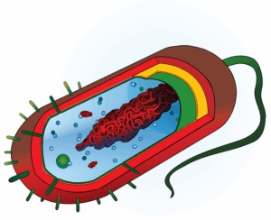 Unlock Slimmer Results: Navigating Non-Invasive Fat Cell Freezing’s Benefits