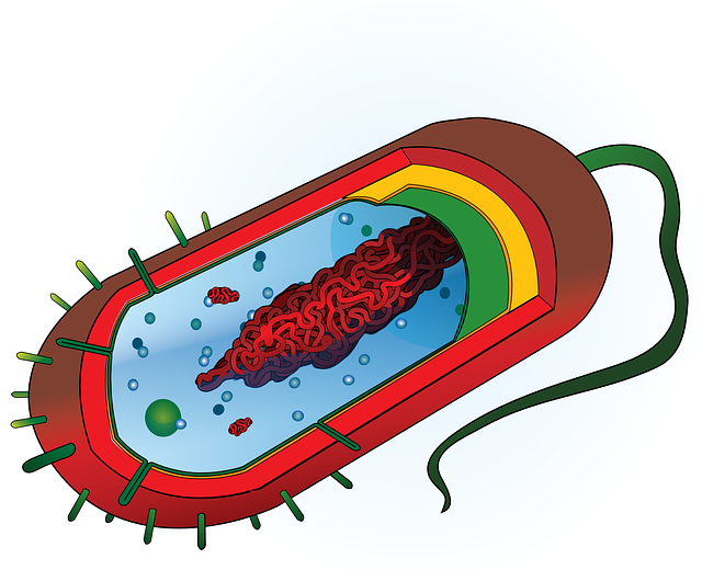 fat cell freezing