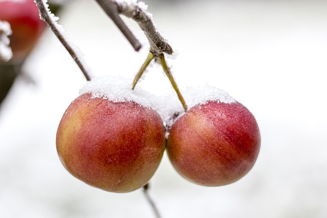 fat freezing Glendale