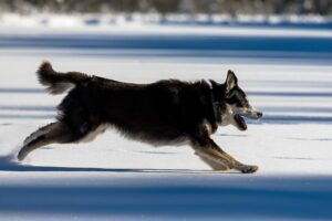 Boost Combat Sports Performance: Explosive Power & Agility Training in Tempe