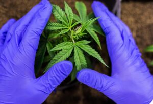 Full Spectrum CBD Tinctures: Your Guide to Stress & Anxiety Relief
