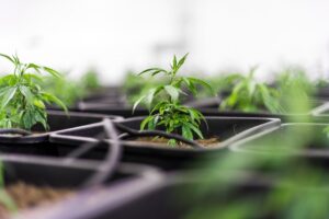 Mastering Customizable Dosage: Unlocking Full Spectrum CBD Tincture Potential