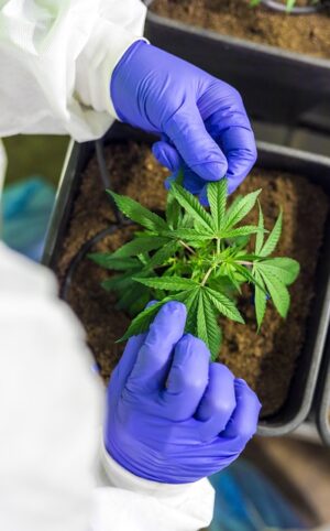 Maximizing CBD Tincture Lifespan: Full Spectrum Secrets for Longevity
