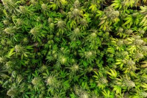 Full Spectrum CBD Tincture: Unlocking Versatile Wellness Benefits