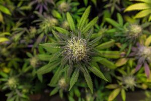 Full Spectrum CBD Tinctures: Unlocking Wellness with Portable Bottles