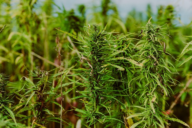 Full Spectrum Hemp Oil
