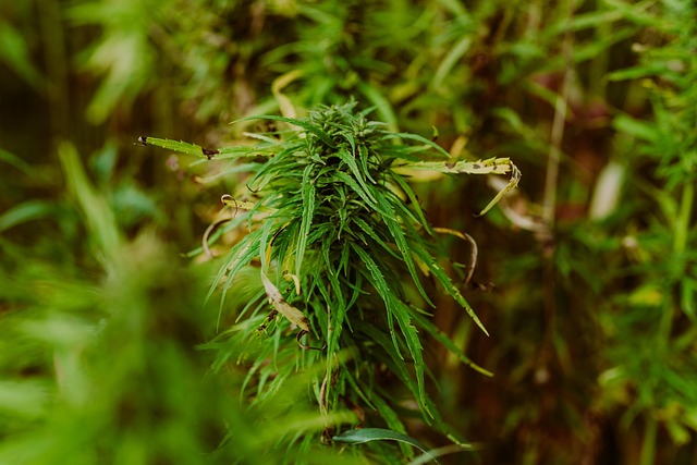 Full Spectrum Hemp Oil