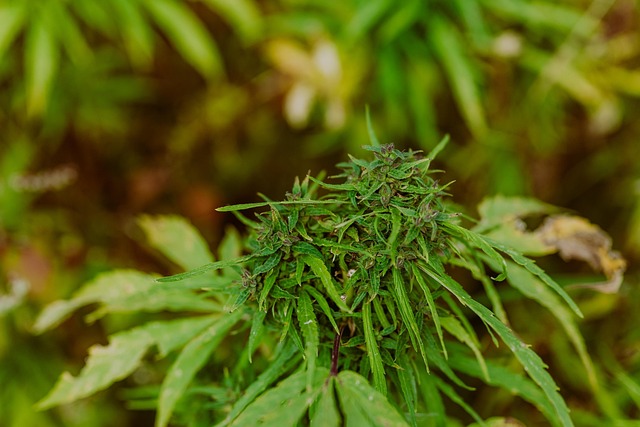 Full Spectrum Hemp Oil