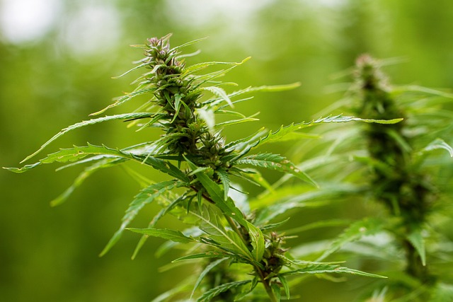 Full Spectrum Hemp Oil