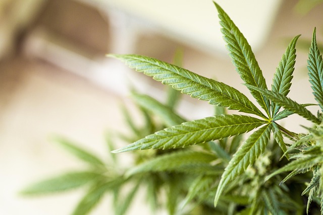 Full Spectrum Hemp Oil