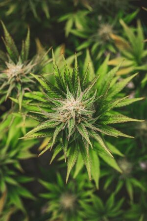 Full Spectrum Hemp Oil: Natural Anxiety Relief for Modern Lives