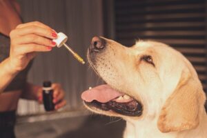 Unlocking Full Spectrum Hemp Oil’s Potential: A Comprehensive Guide
