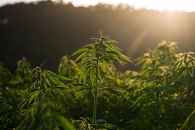 Full Spectrum Hemp Oil