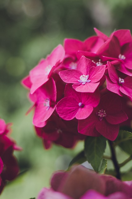 getting prescribed semaglutide