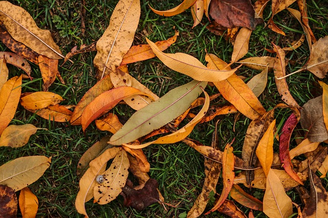 green carpet cleaning