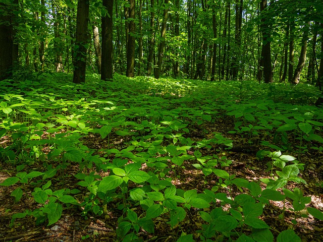 green carpet cleaning