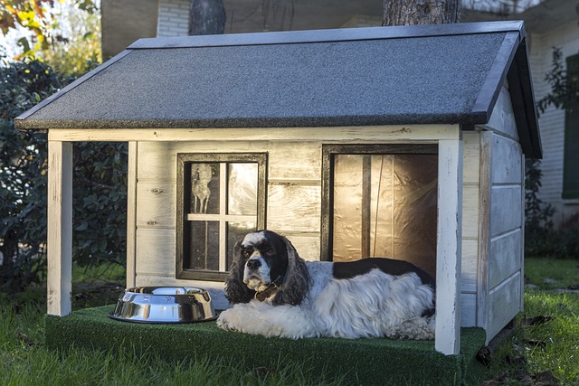 heated dog house