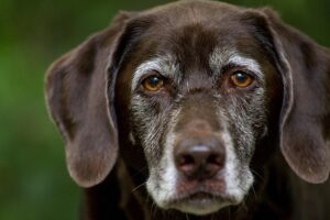 Warm Comfort for Furry Friends: Exploring Heated Dog Houses