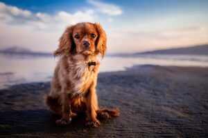 Warm Comfort: Exploring Heated Dog Houses for Safe Winter Havens