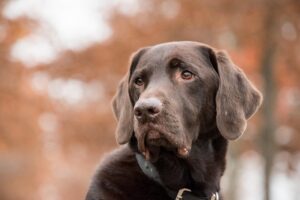 Heated Dog Houses: Ensuring Comfy Warmth for Your Pets